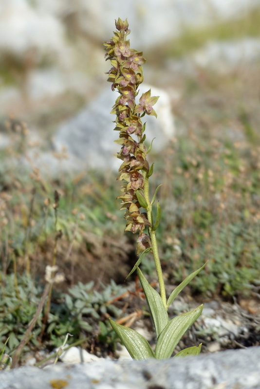Le belle Epipactis sulle praterie di Campo Imperatore (AQ)  luglio 2025.
